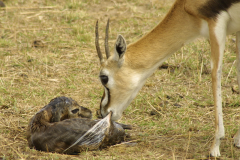 Masai Mara, Kenya