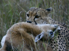 cheetah-killing-tommie