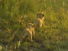 dloniak-helicopter-cubs-mar-2005