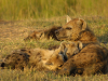 dloniak-serena-mom-nurse-cubs-july-2006