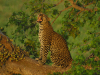 helicopter-leopard