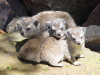 mara-triangle-hyraxes
