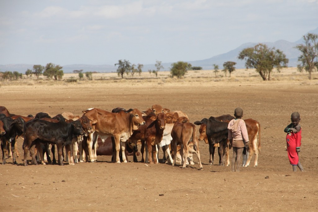 Young children often herd the calves and baby shoats (sheep and goats).